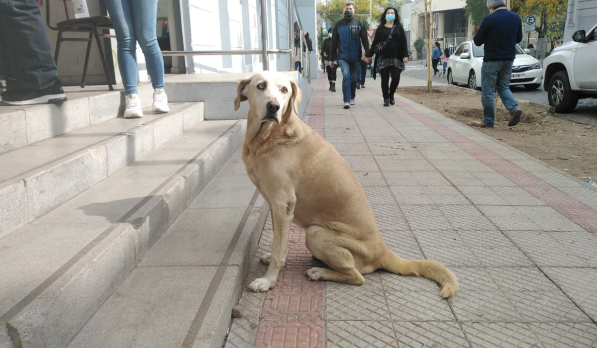 ¡Muy obediente! Perrita esperó a su dueño fuera del local de votación mientras sufragaba