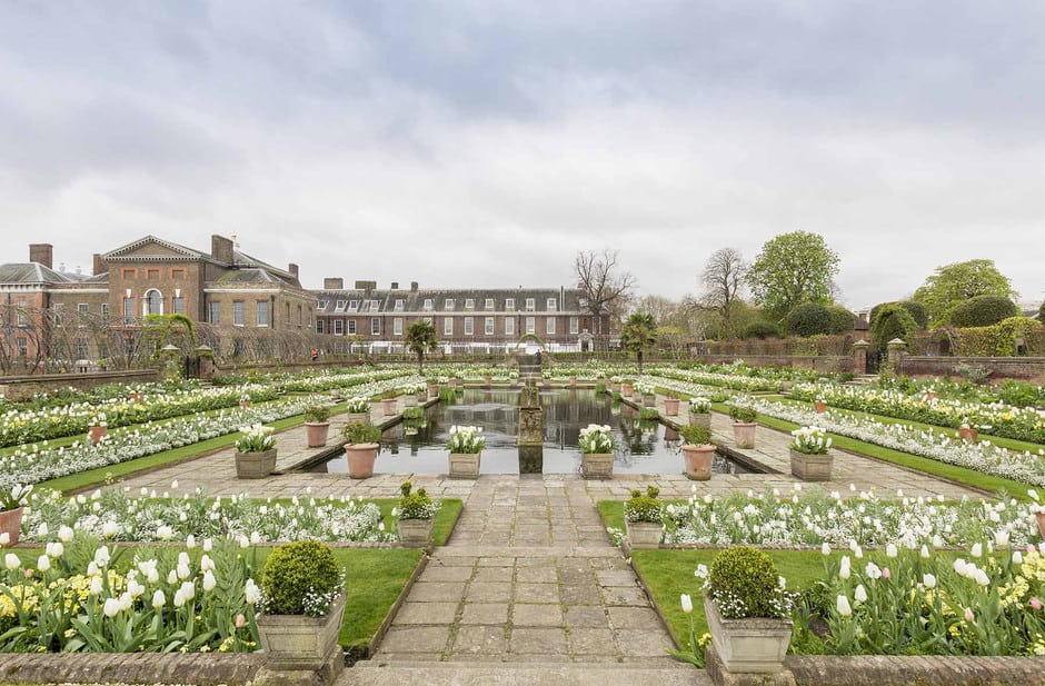 Jardin Blanco Lady Di