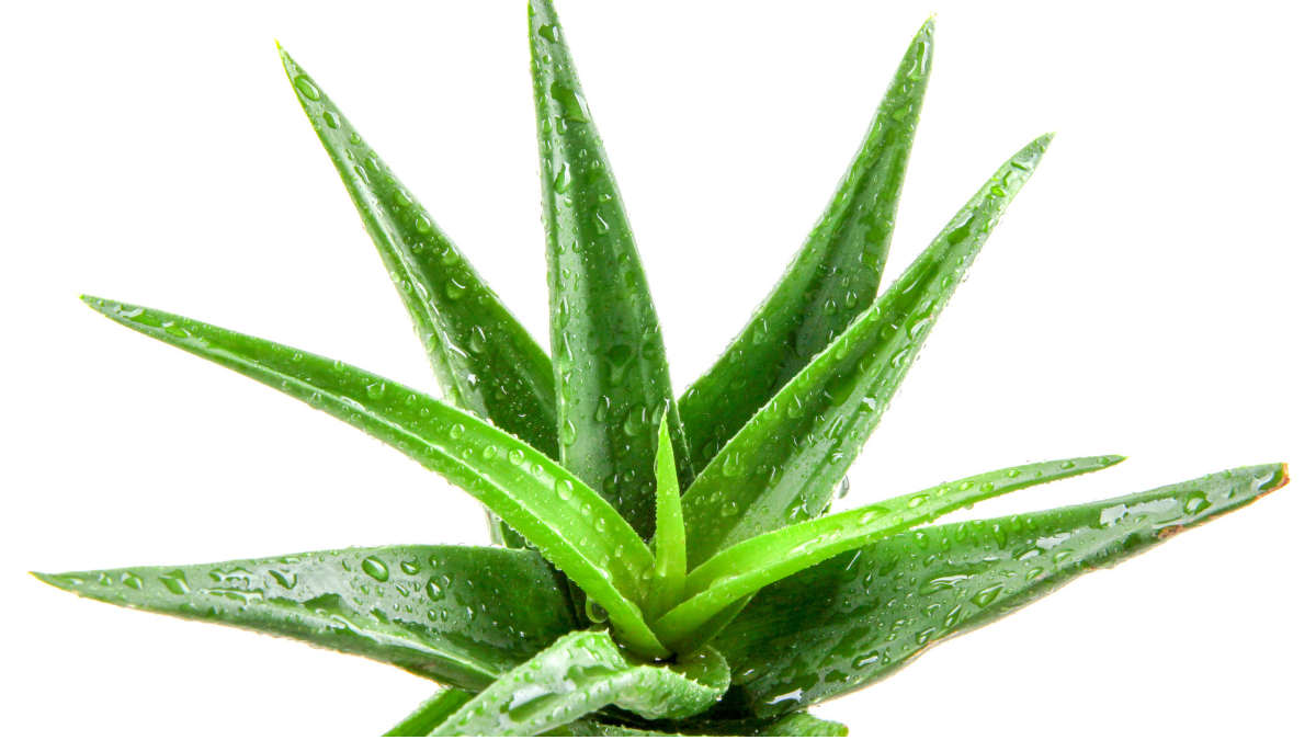 ¡Toma nota! Beneficios de la aloe vera que no conocías