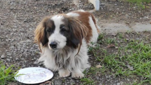 Hachiko chileno: Perrito espera a las afueras del Cesfam a su dueño fallecido