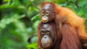 Estos son los síntomas del nuevo Virus del Mono B