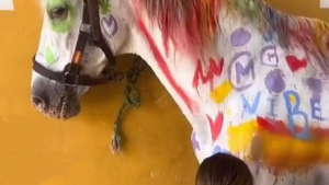 ¡Indignación! Enseñan a pintar a niños en España sobre piel de un caballo