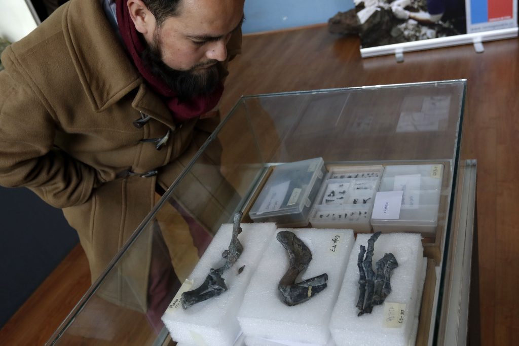 Entregan A Museo Nacional De Historia Natural De Chile Los Fsiles Del Chilesaurus Diegosuarez