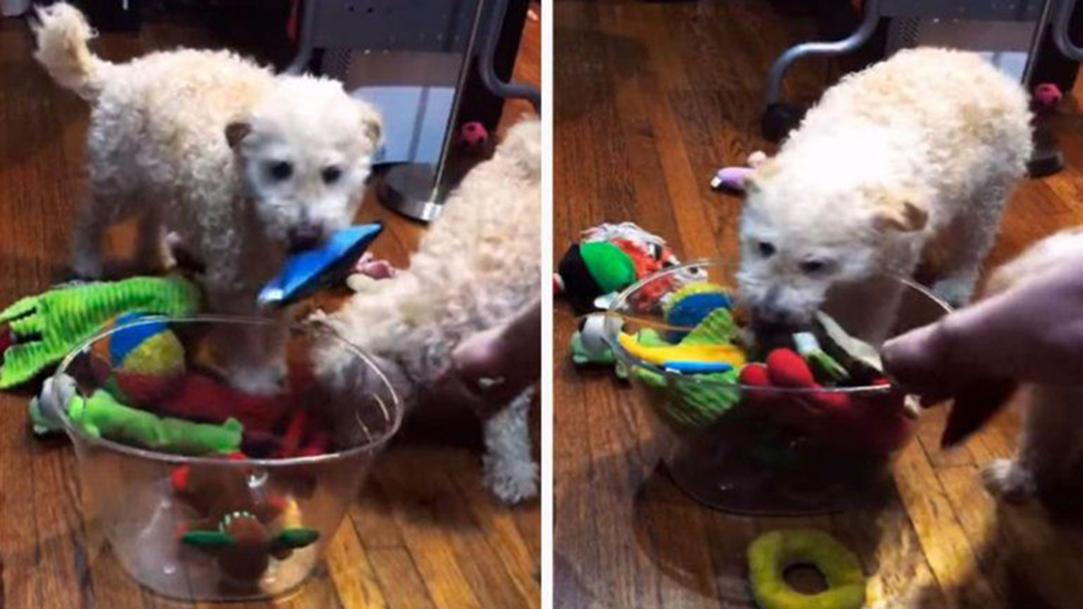 Viral: estos perros guardan todos sus juguetes antes de dormir