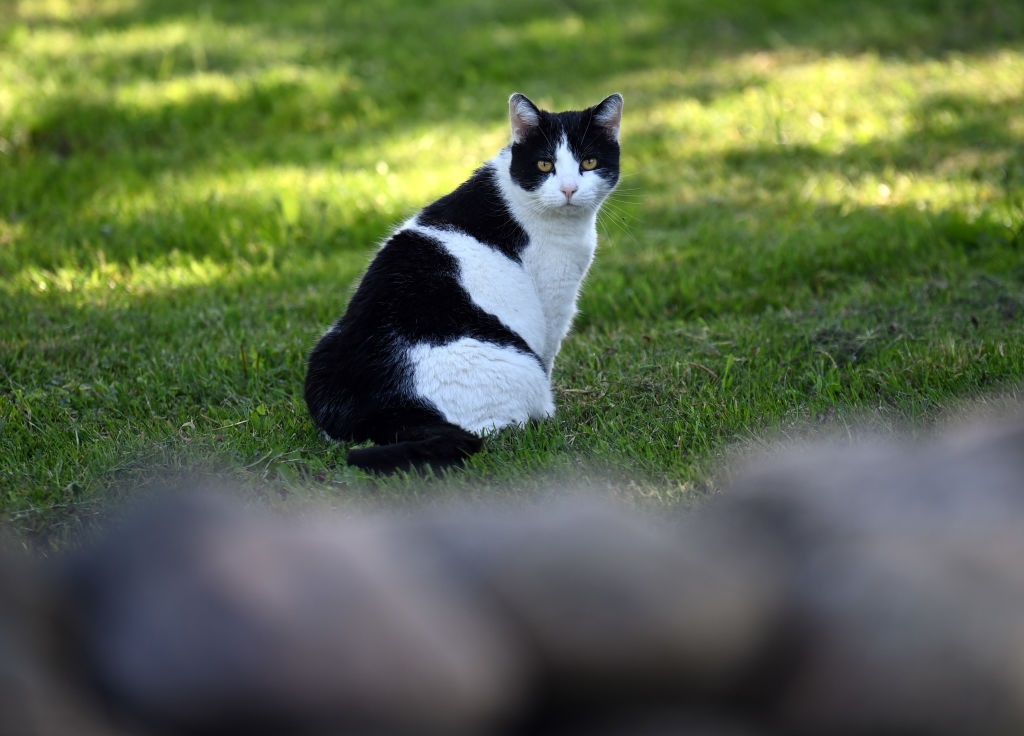 felinos con restriccion de salir