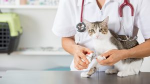 ¡Al fin! Comienzan las obras para el primer hospital público veterinario