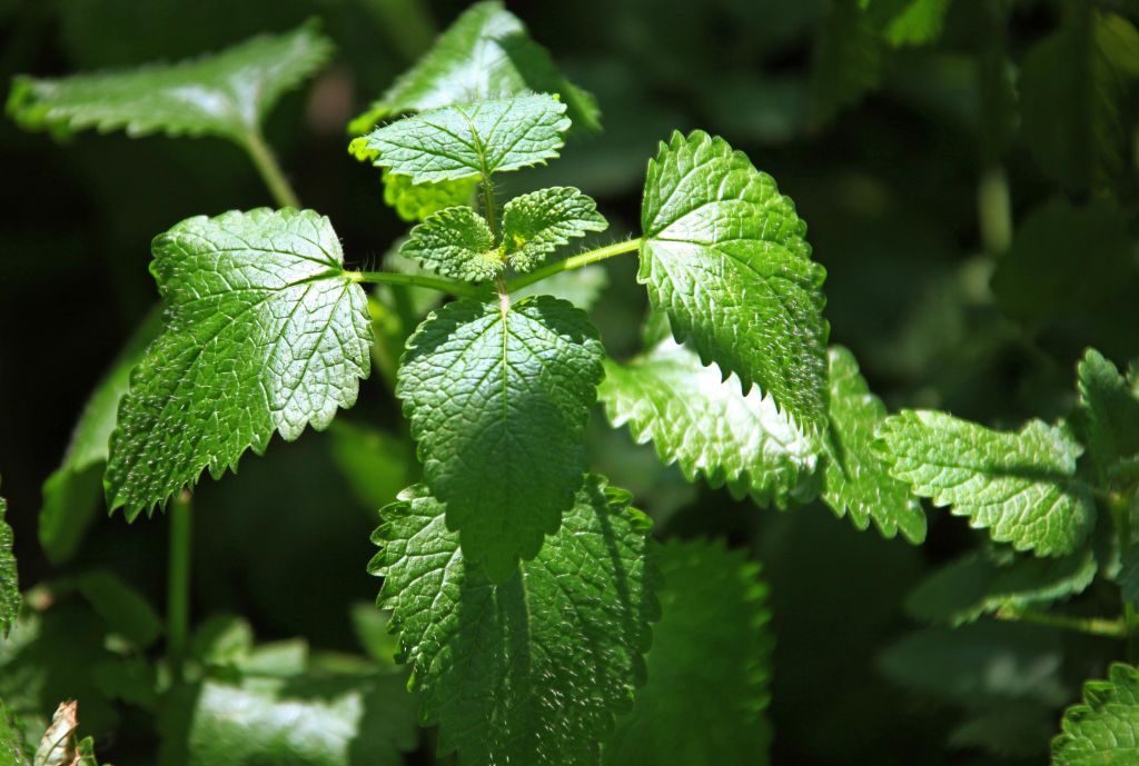 INDIA Places To Visit