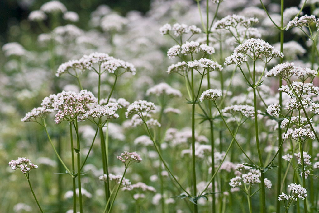 Common Valerian.