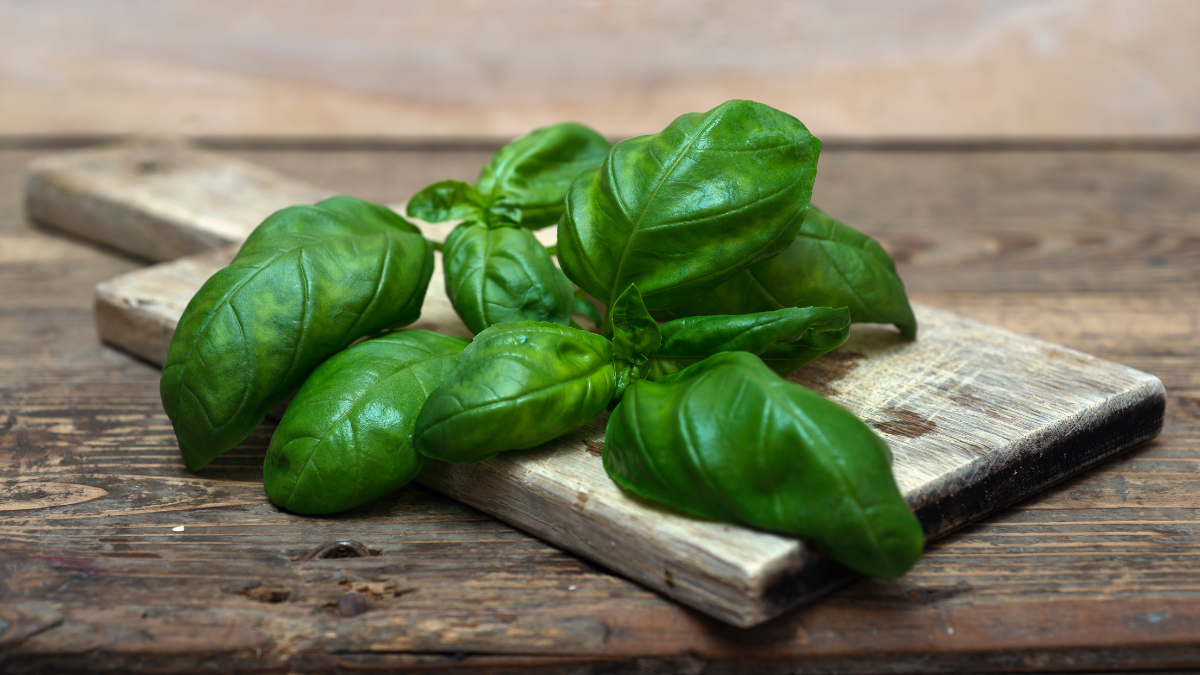 ¿Te gusta? Te contamos sobre cinco diferentes usos de la albahaca