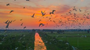 ¿Cuál es el significado de soñar con aves?