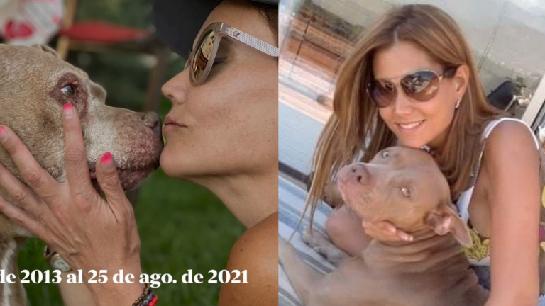 Daniella Campos Perdida Animal MAMBA