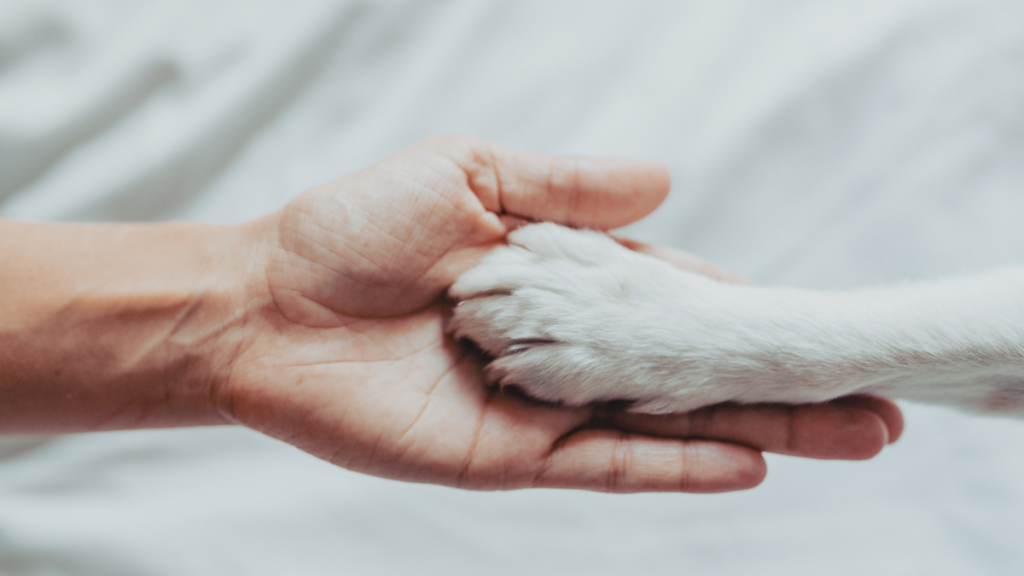 Día Internacional Del Perro (2)