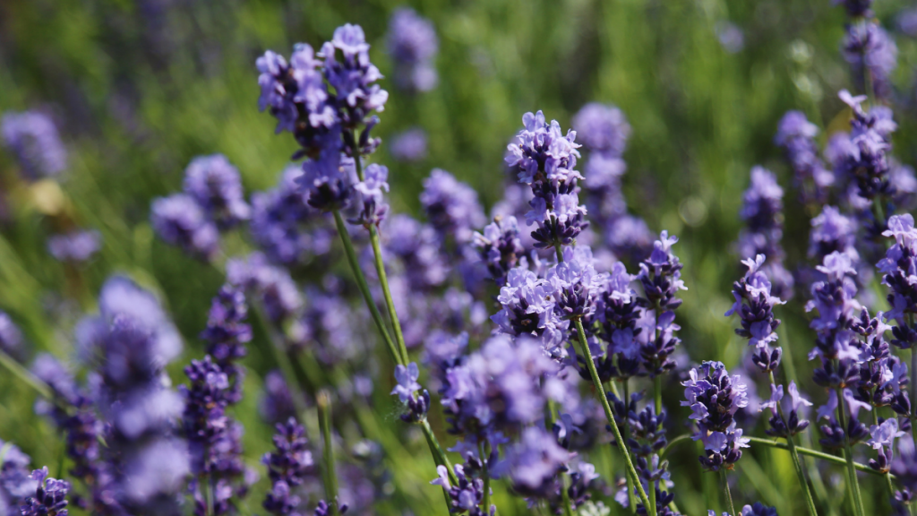 Lavanda