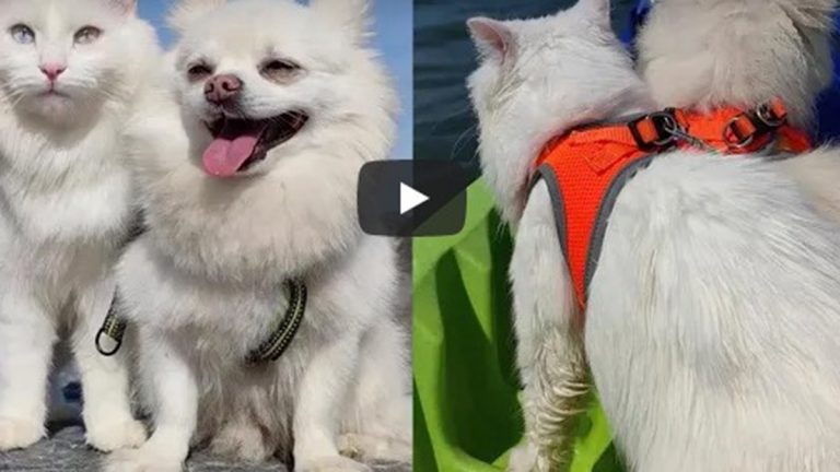Mascotas en video viral de YouTube