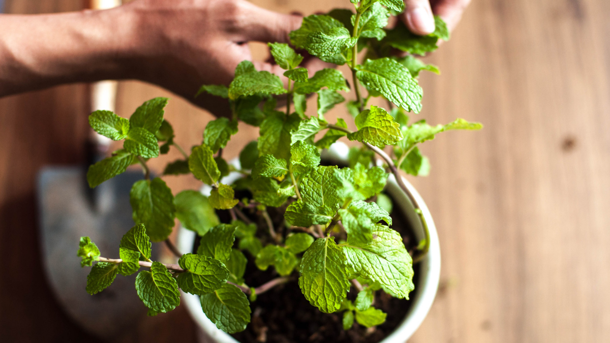 Menta: Para que sirve, propiedades y cuáles son sus usos