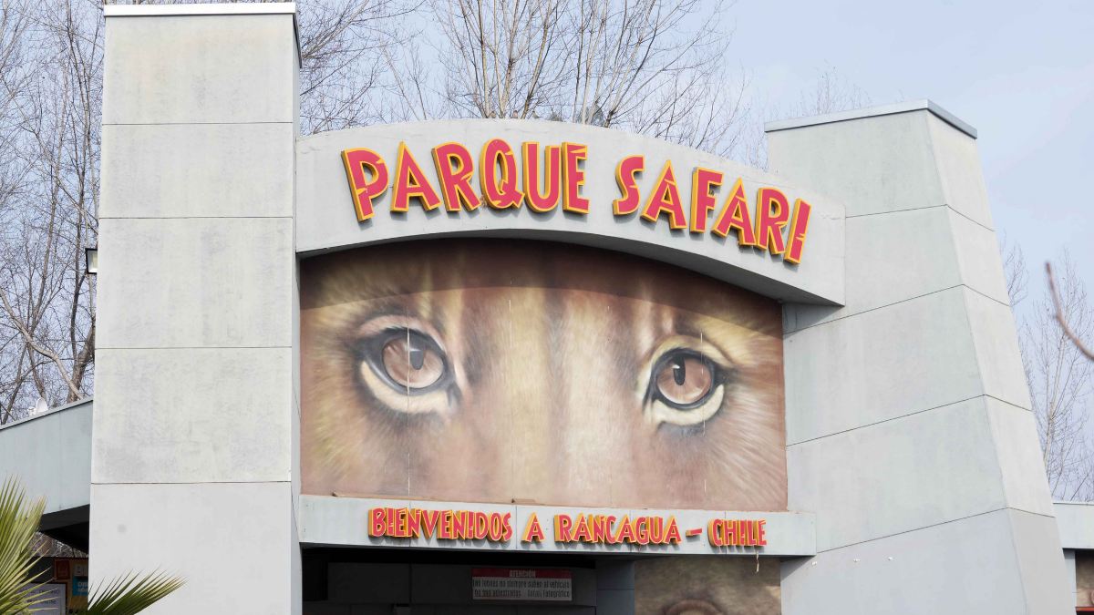 Impactante: denuncian ataque de León similar a la del tigre en Parque Safari