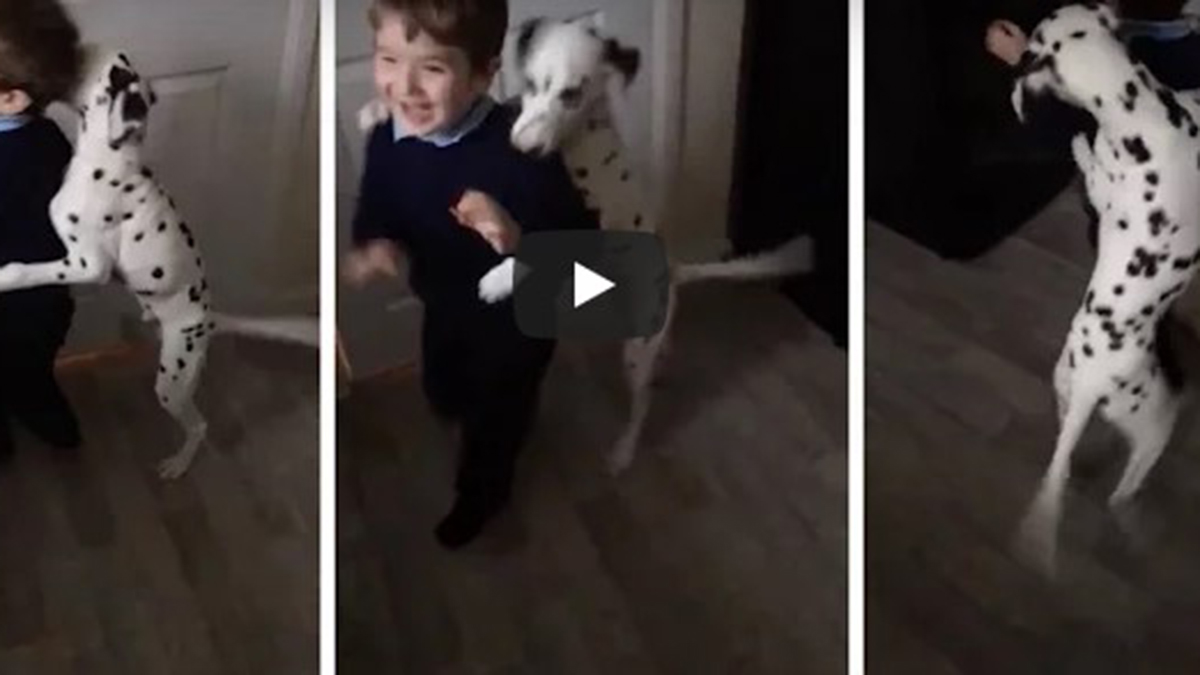 Perro es viral en YouTube, no deja que su dueño vaya al colegio