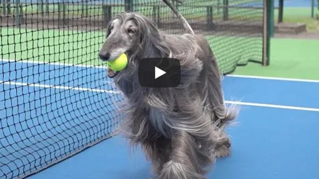 Video viral de perros recogepelotas