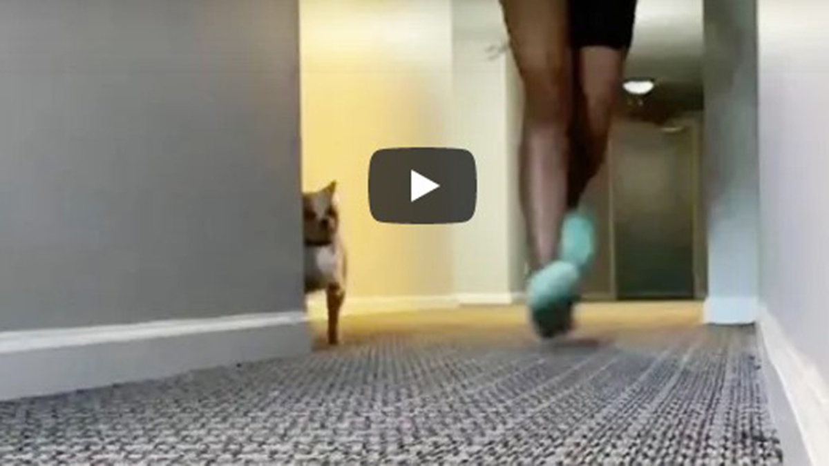 Perro que choca contra una pared es viral en YouTube