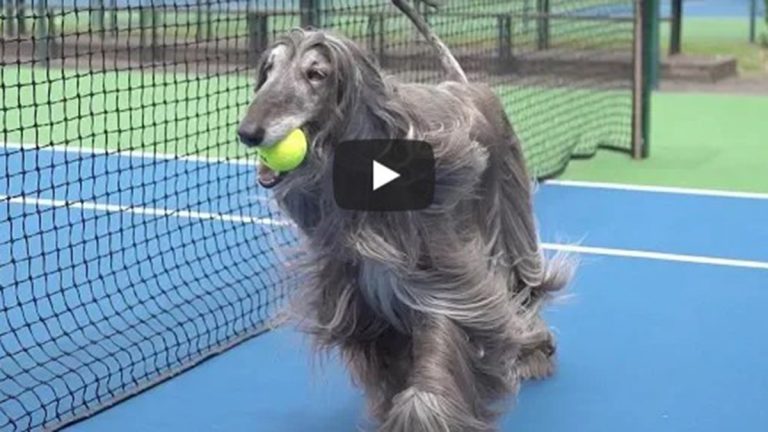 Video viral de perros recogepelotas