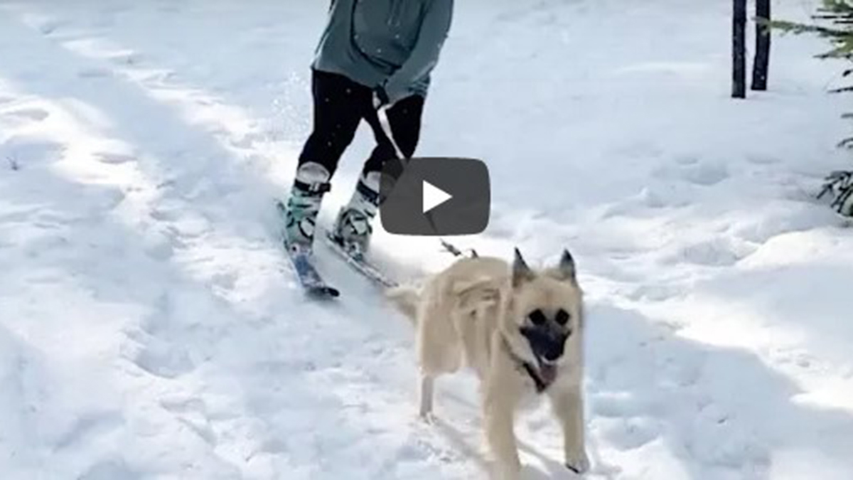 Perrita esquiadora es viral en un video de YouTube