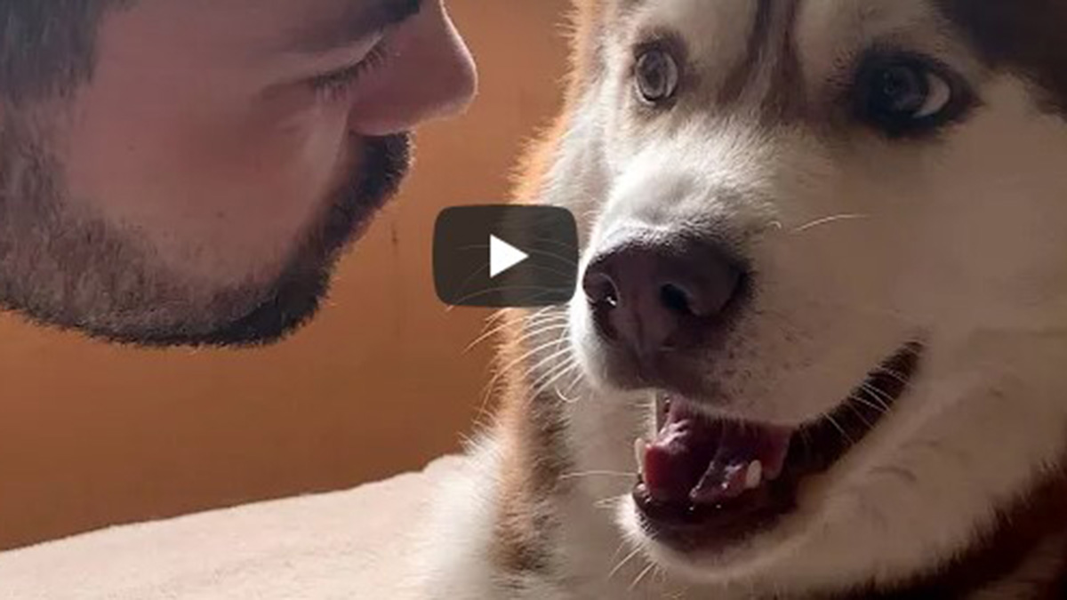 Viral en YouTube: este Husky no quiere besos del novio de su dueña