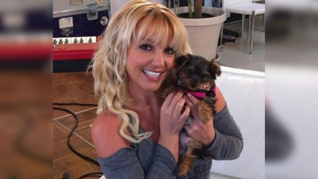 Britney Spears Perros