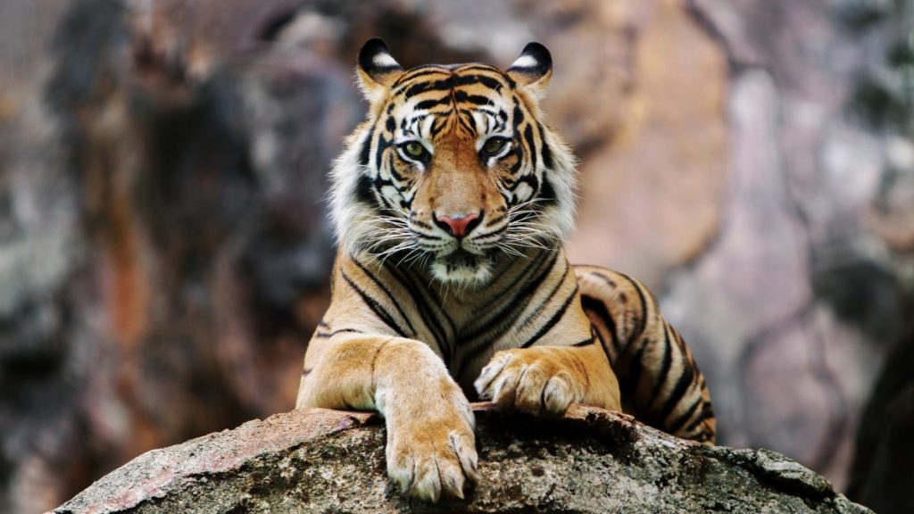 Joven Falleció Ataque Tigre