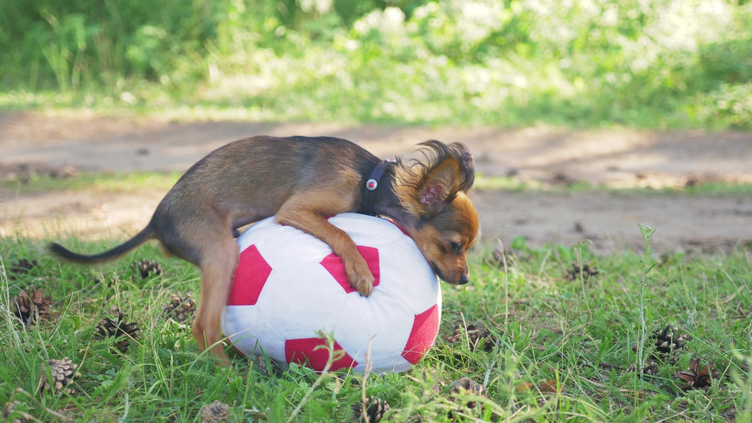 perro montando