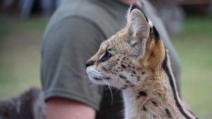 Denuncian zoológico ilegal en recinto privado de María Pinto