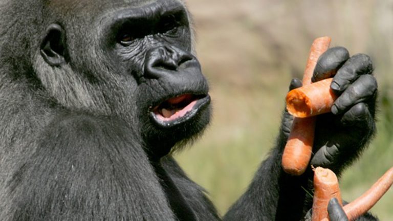 Gorilas protagonizan video viral
