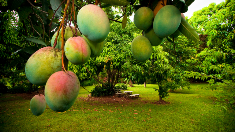 Mango Fruta