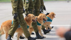 ¡Los más esperados! Perros de Carabineros se lucieron en la Parada Militar 2021