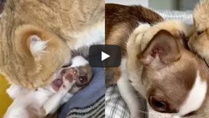 Un energético perro es viral en YouTube por fastidiar a un gato