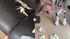Dálmata es viral en YouTube por destrozar el sillón del living
