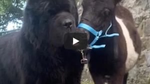 La amistad de un perro y un pony es viral en YouTube