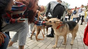 3 consejos para acariciar a un perro y ganarte su cariño