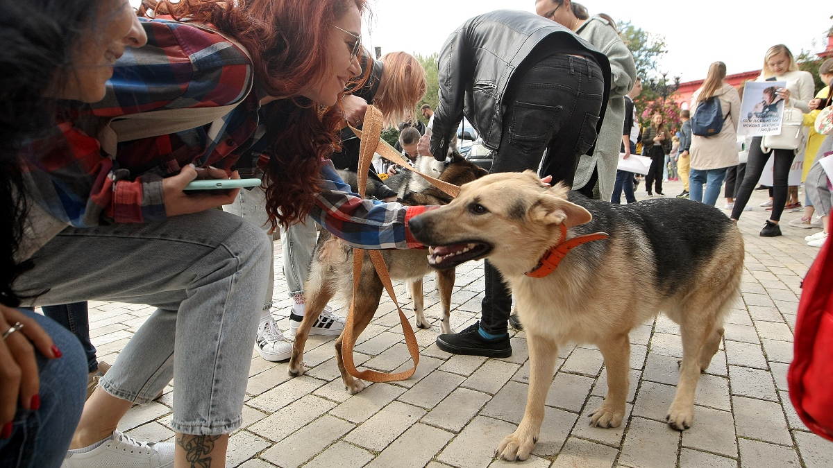 3 consejos para acariciar a un perro y ganarte su cariño