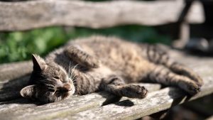 Un elegante gato se vuelve viral tras asistir al matrimonio de sus dueños: era el padrino