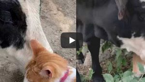 La amistad de una vaca y un gato es viral en YouTube