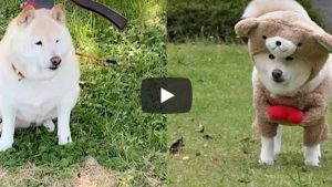 Perro es viral en un video de YouTube por sus divertidos disfraces