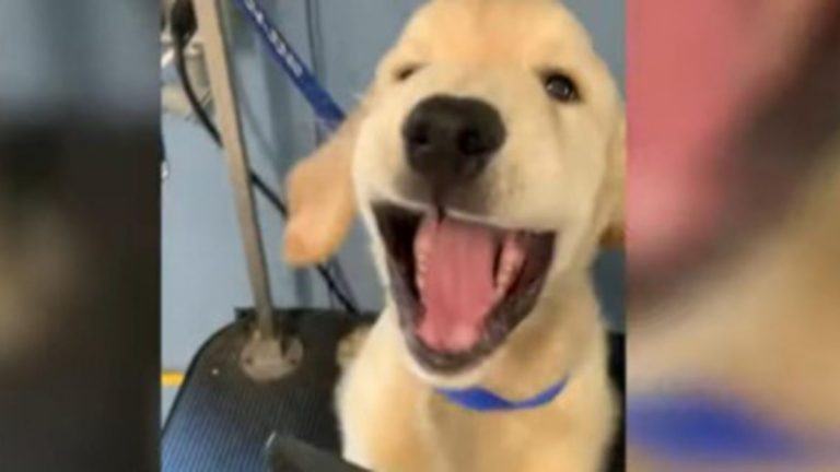 Perro con secador en Video Viral