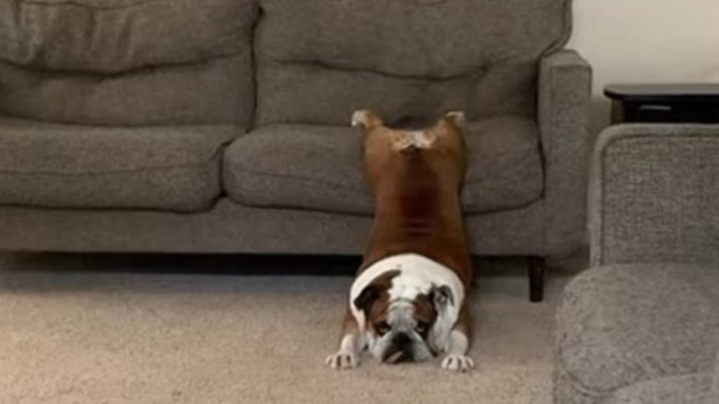 Perro Viral En YouTube