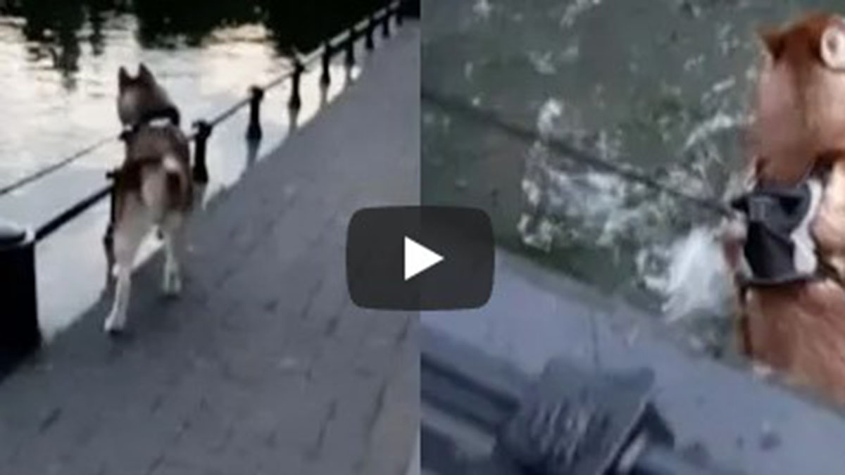 Viral: un perro se distrajo con patos y cayó al agua