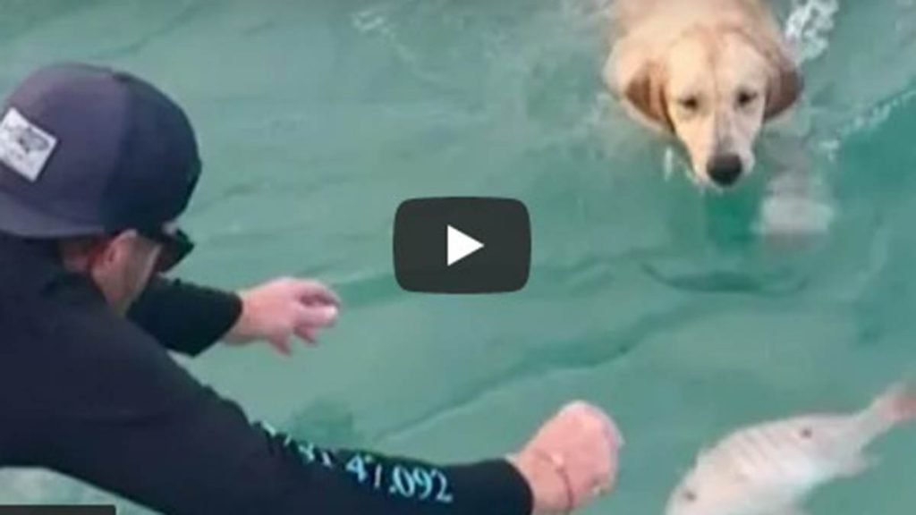 Video Viral De Perro Atrapando A Un Pez