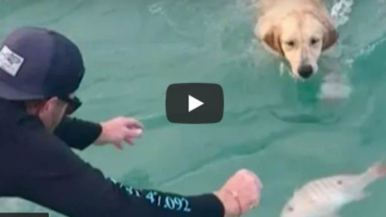 Video viral: un perro curioso intentó ayudar a capturar un pez