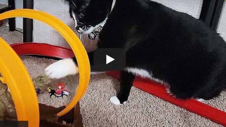 Gato Con Juguete En Video Viral