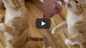 Video Viral: un gato se para en dos patas cuando le dan crema batida