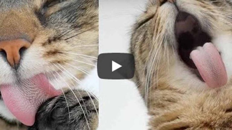 Gato Se Lame En Cámara Lenta En Video Viral