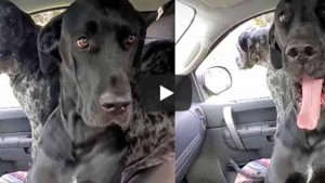 Video viral: dos perros se niegan a abandonar el asiento delantero del auto